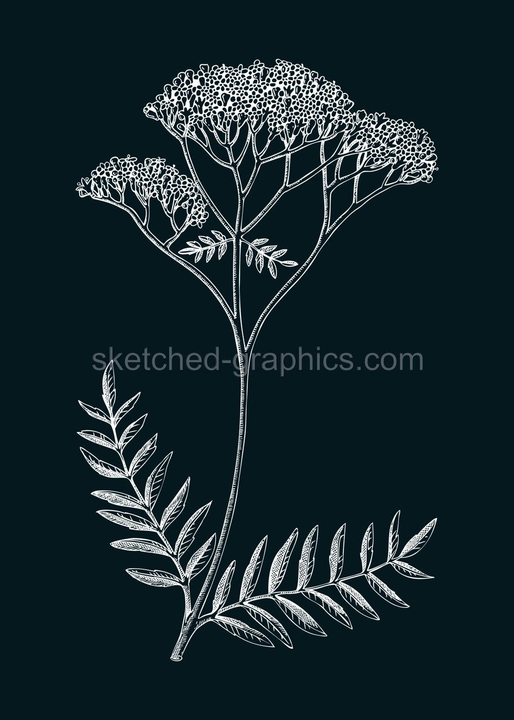 Valerian sketch. Apothecary plant drawing. Herbal remedies, medicinal plant, natural medicine hand-drawn vector illustration on chalkboard. NOT AI genereted Illustration